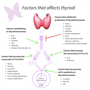 Factors that affect your thyroid